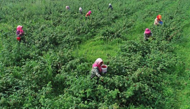 数字货币如何提升农产品供应链效率:带动农业经济的新动力_数字货币如何提升农产品供应链效率:带动农业经济的新动力_数字货币如何提升农产品供应链效率:带动农业经济的新动力